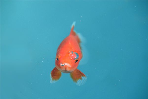 梦见女人被鱼咬手是什么意思