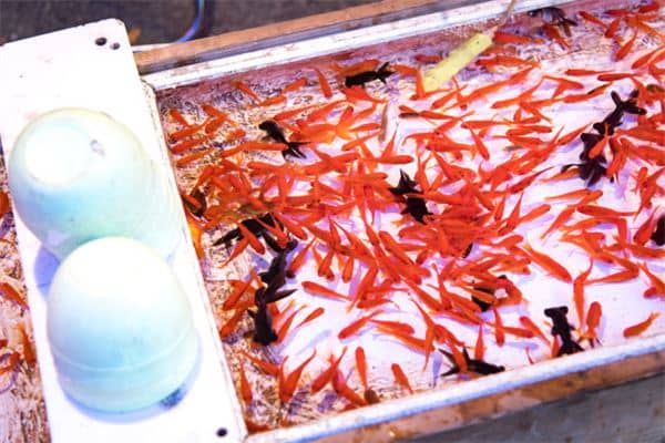 梦见好多鱼是什么意思