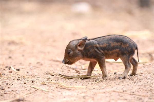 梦见抓野猪是什么意思
