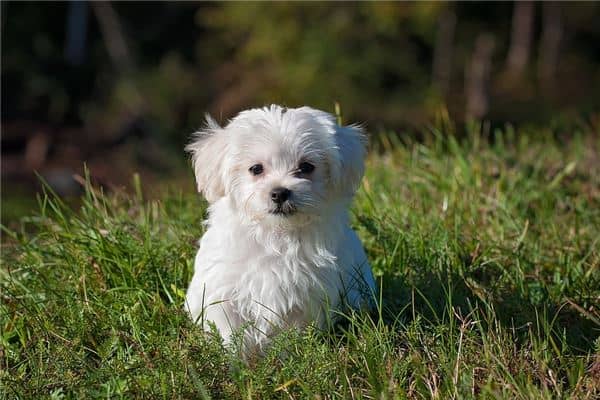 梦见小狗狗是什么意思