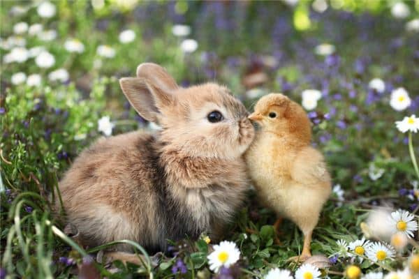 梦见兔子死掉了是什么意思