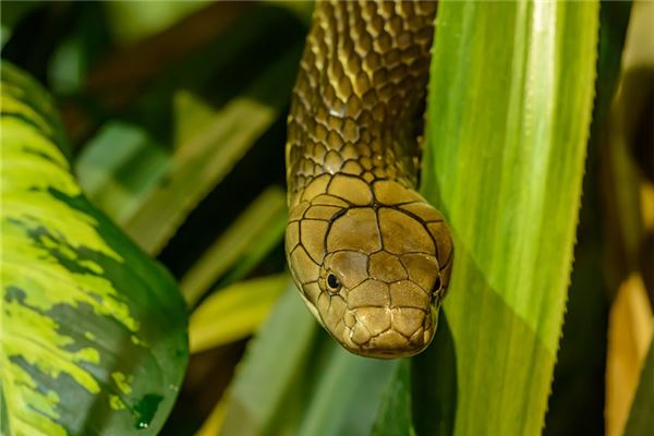 梦见蛇追我是什么意思
