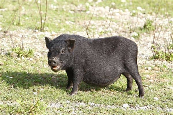 梦见黑猪崽是什么意思