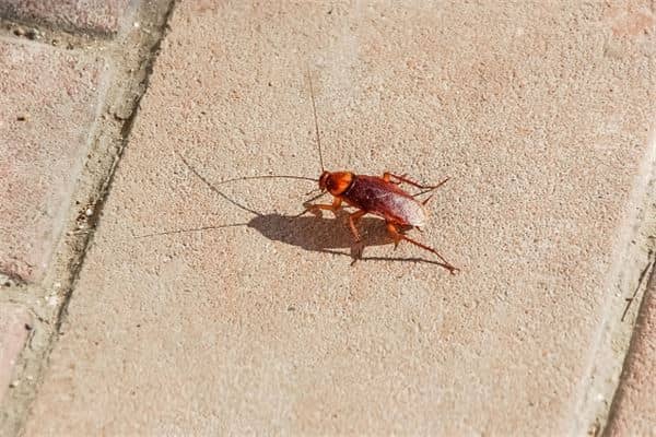 梦见一只蟑螂是什么意思