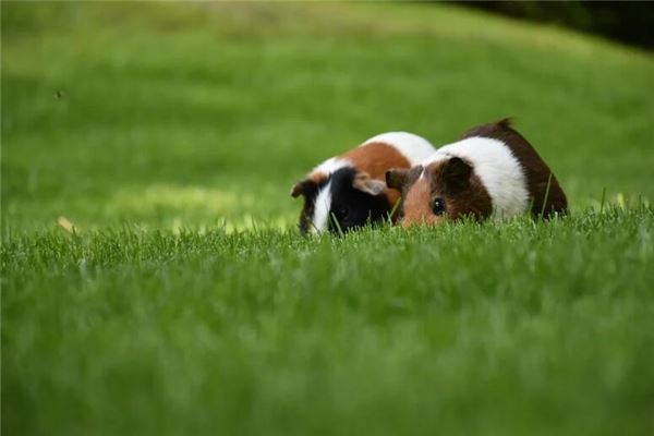梦见仓鼠是什么意思