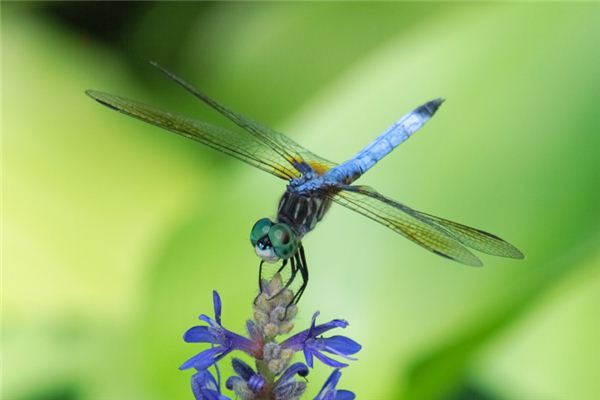 梦见蜻蜓是什么意思