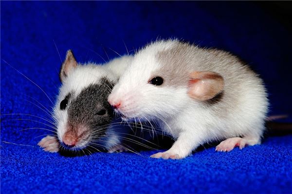 梦见孕妇老鼠是什么意思