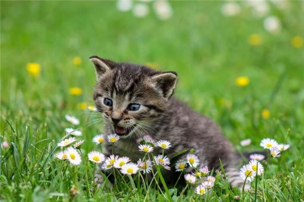 梦见猫代表哪位仙家是什么意思