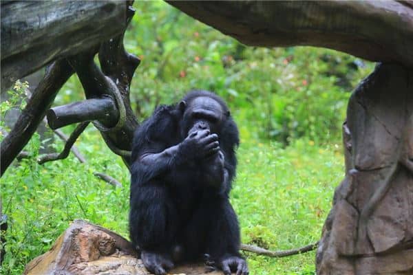 梦见大猩猩是什么意思