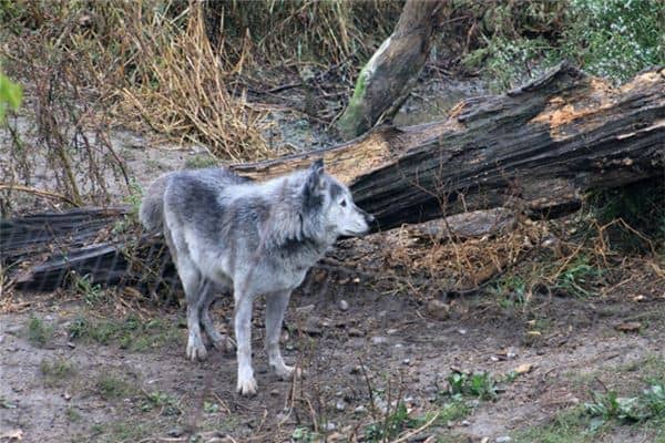 梦见把狼打跑了是什么意思