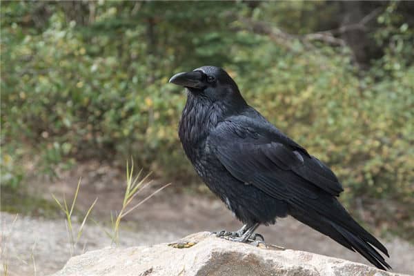 梦见乌鸦是什么意思