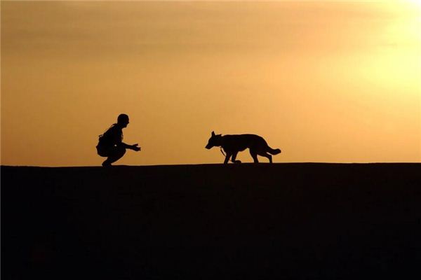 梦见自己杀狗要发财是什么意思