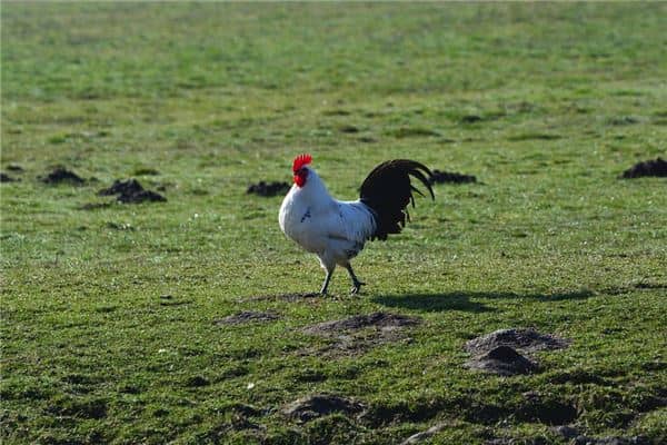 梦见有死鸡也有活鸡是什么意思
