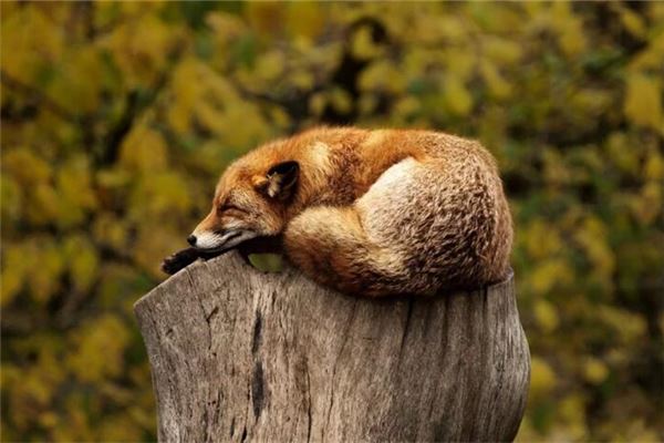 梦见被动物咬手是什么意思