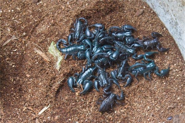 梦见好多蝎子是什么意思