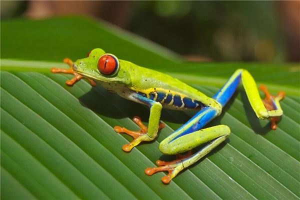 梦见抓青蛙是什么意思