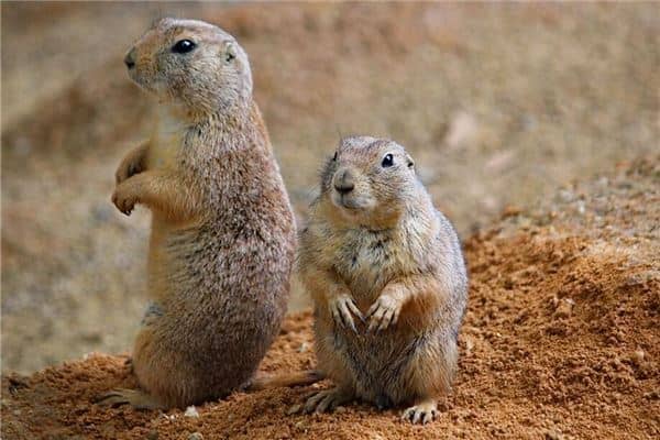 梦见两只老鼠是什么意思