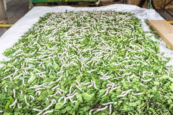 梦见生蛆是什么意思