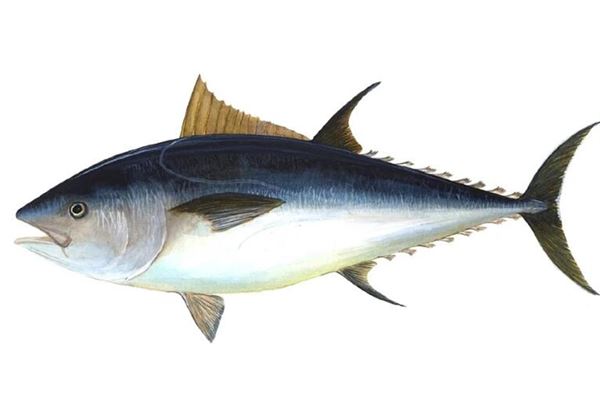 梦见两条大鱼是什么意思