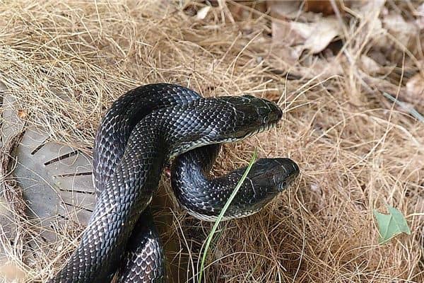 梦见小黑蛇是怀女孩是什么意思