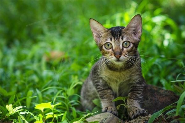 梦见猫咪是什么意思