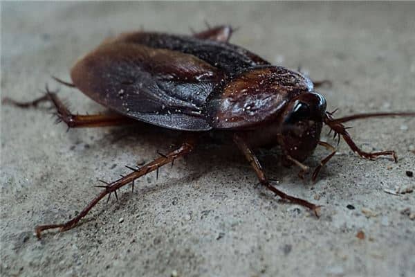 梦见打蟑螂是什么意思