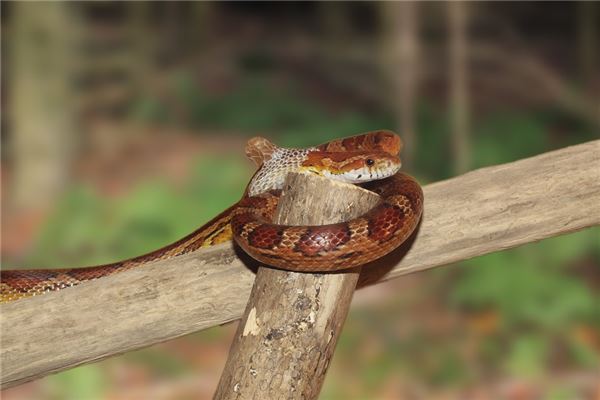 梦见蛇皮是什么意思