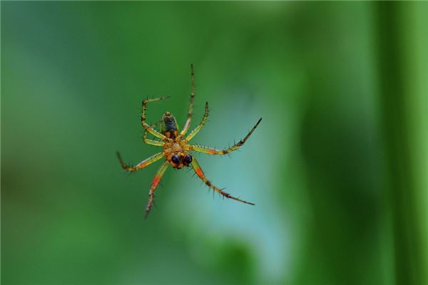 梦见小蜘蛛是什么意思