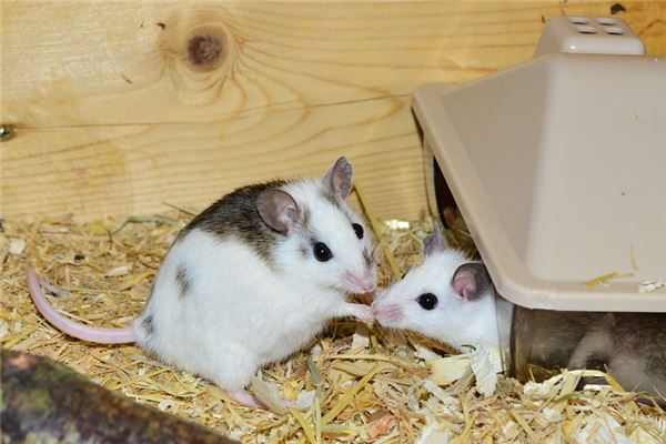 梦见打死黄鼠狼是什么意思