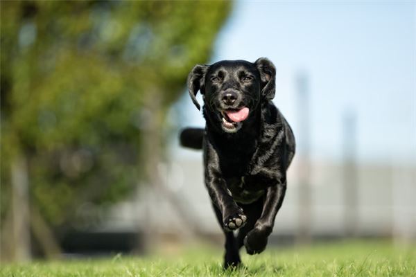 梦见狗咬自己是什么意思