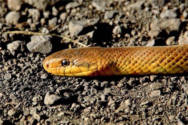 梦见蛇头是什么意思