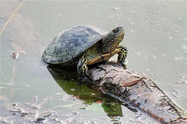 梦见自己抓乌龟是什么意思