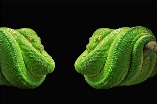 梦见两条大蟒蛇是什么意思