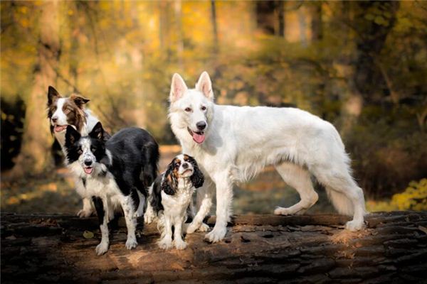 梦见很多狗咬自己是什么意思