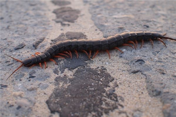 梦见女人蜈蚣是什么意思吗是什么意思