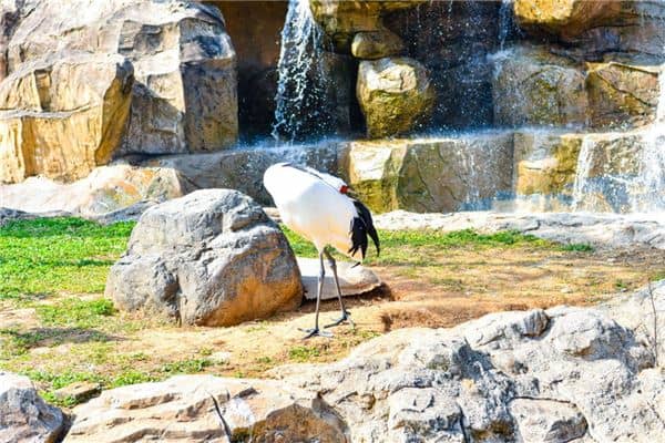 梦见丹顶鹤是什么意思