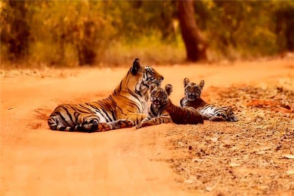 梦见二胎老虎是什么意思