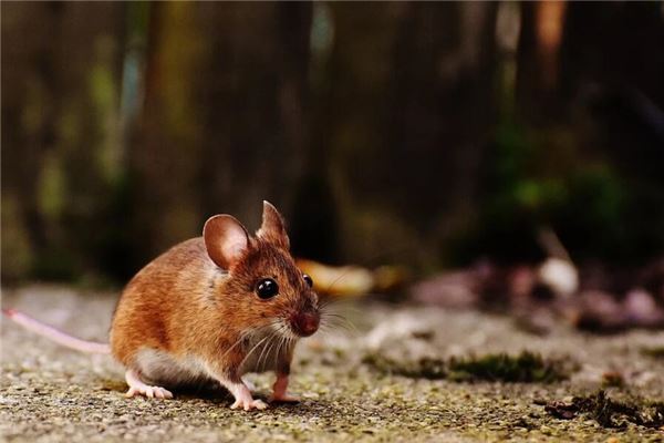 梦见老鼠跑了是什么意思