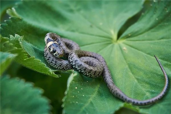 梦见很小的幼蛇是什么意思