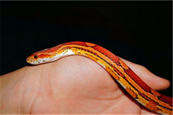 梦见花蛇是什么意思