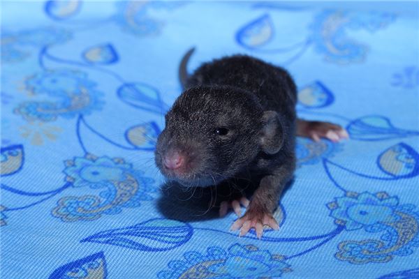 梦见黑老鼠是什么意思