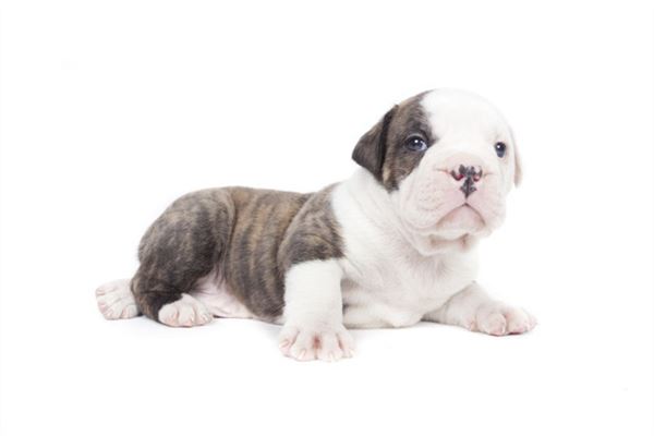 梦见小狗是什么意思