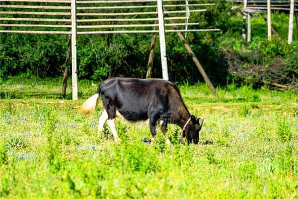 梦见牛吃草是什么意思