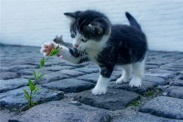 梦见一只小猫崽是什么意思