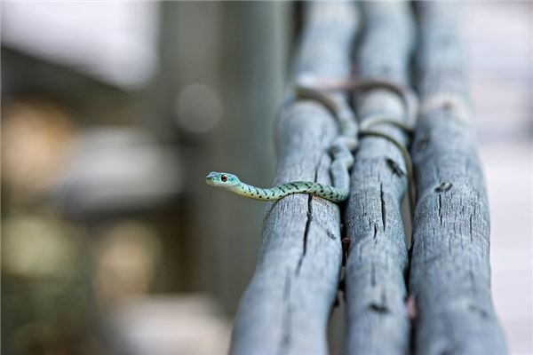 梦见老鼠和蛇是什么意思
