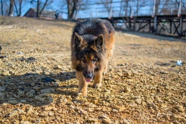 梦见凶恶的大狗是什么意思