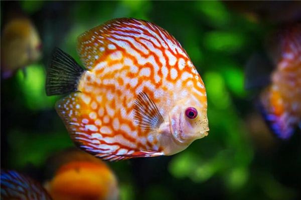 梦见水鱼是什么意思