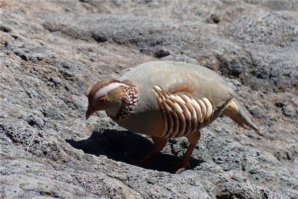 梦见石鸡是什么意思