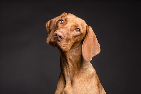 梦见和黄狗亲近是什么意思