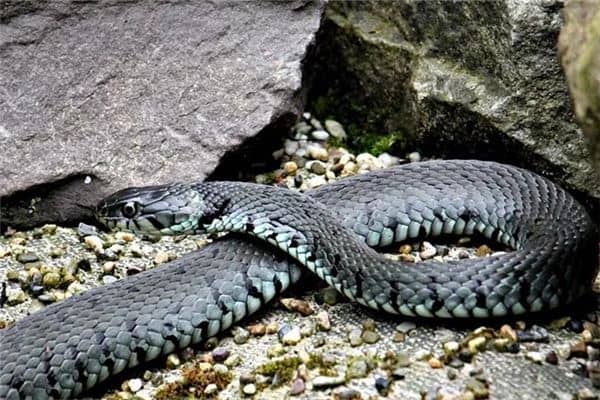 梦见黑色的蛇是什么意思